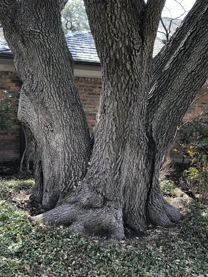 Mature heritage tree close to a Trenton property cared for by certified arborists